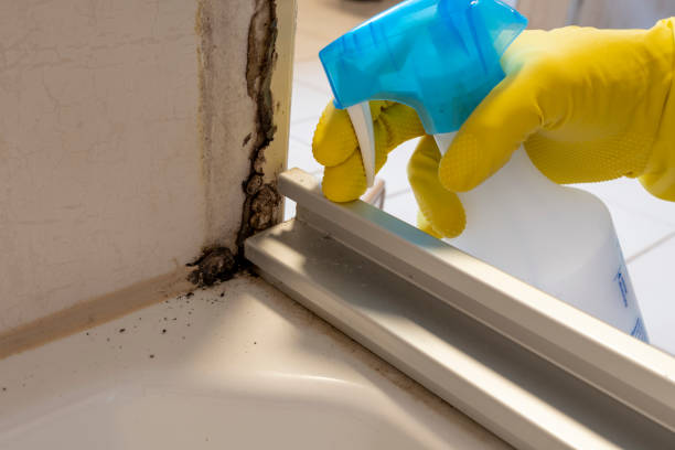 Best Crawl Space Mold Removal  in San Diego Country Estates, CA