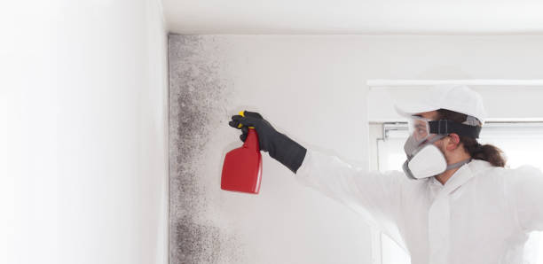 Mold Removal Process in San Diego Country Estates, CA