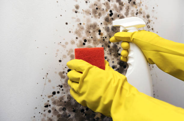 Best Commercial Mold Removal  in San Diego Country Estates, CA