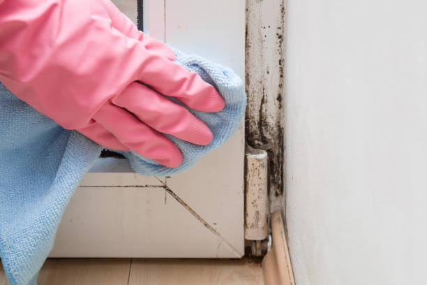 Professional Mold Removal in San Diego Country Estates, CA